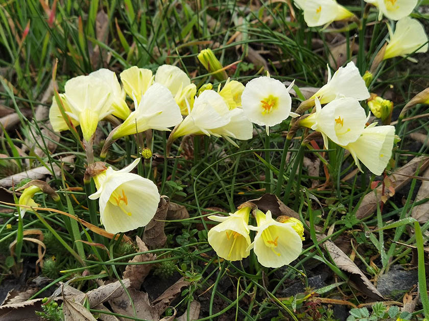 Narcissus bulbocodium ‘White Petticoat’